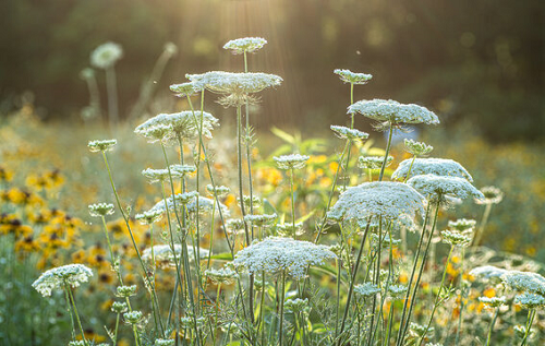 A field of Queen Anne's Lace and yellow flowers.