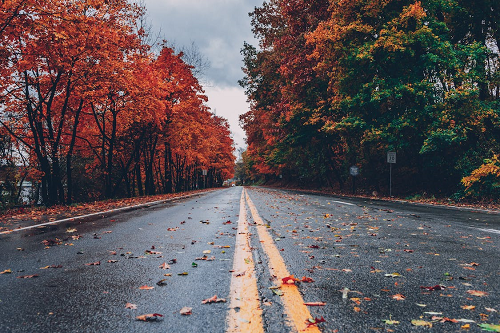 A country road canopied with fall coloured trees.