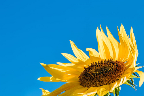 a closeup of a lone sunflower