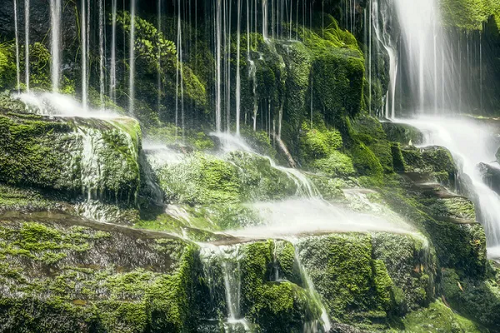 Waterfall surrounded by greenery